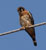 American Kestrel